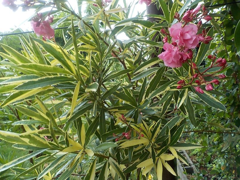  - variegat nr 24