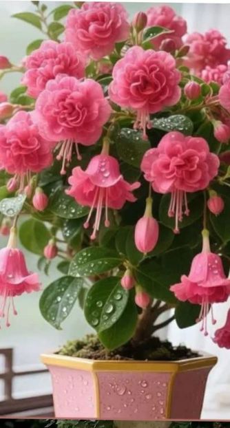  - Cercelus cu floare dubla sau floare batuta