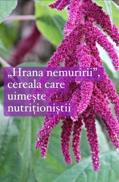  - Hrana nemuririi - cereala care uimeste nutritionistii