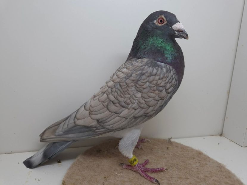  - Nu îmi aparțin 9