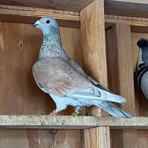  - Nu îmi aparțin 9