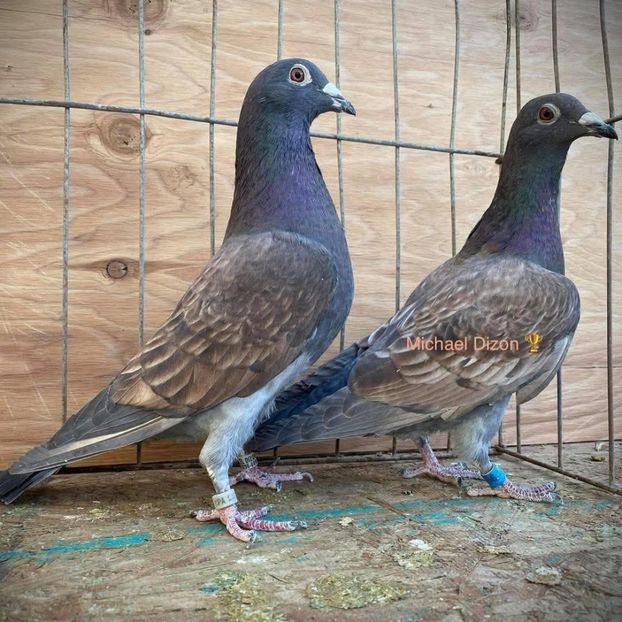  - Nu îmi aparțin 9