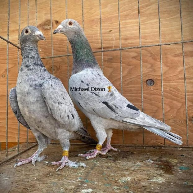  - Nu îmi aparțin 9