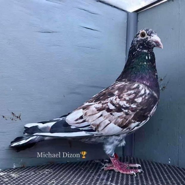  - Nu îmi aparțin 9