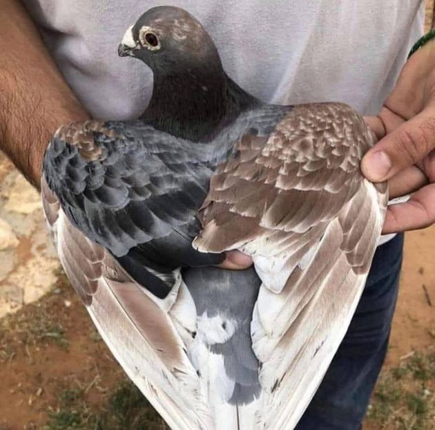  - Nu îmi aparțin 9