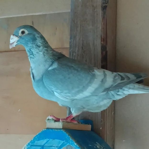  - Nu îmi aparțin 9