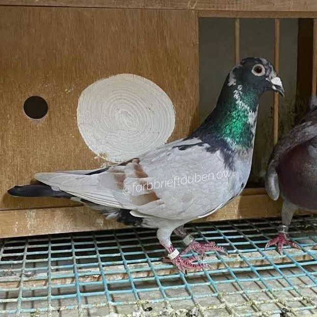  - Nu îmi aparțin 9