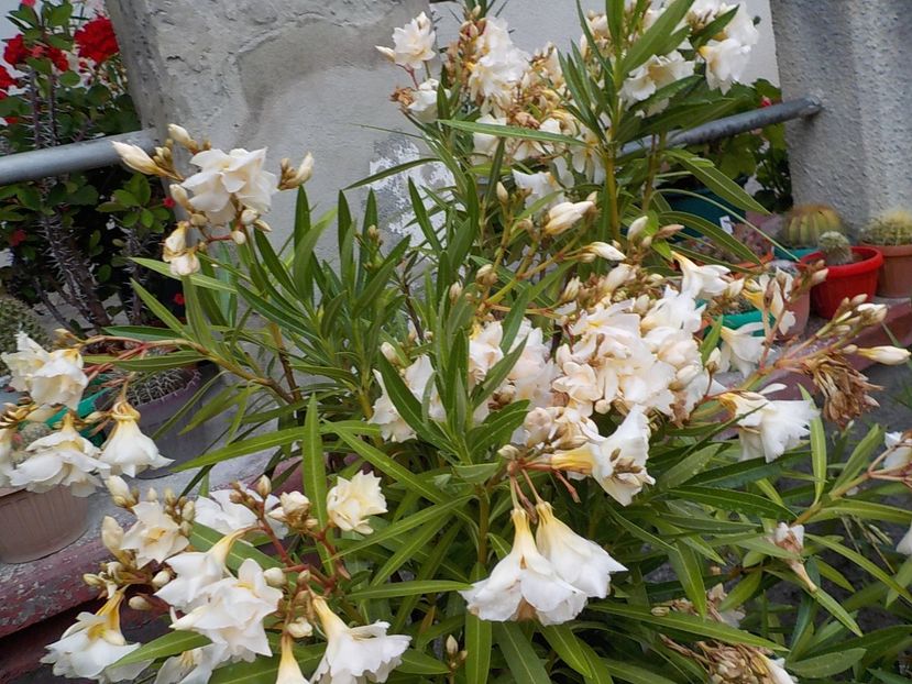  - opalos balerina nr 62