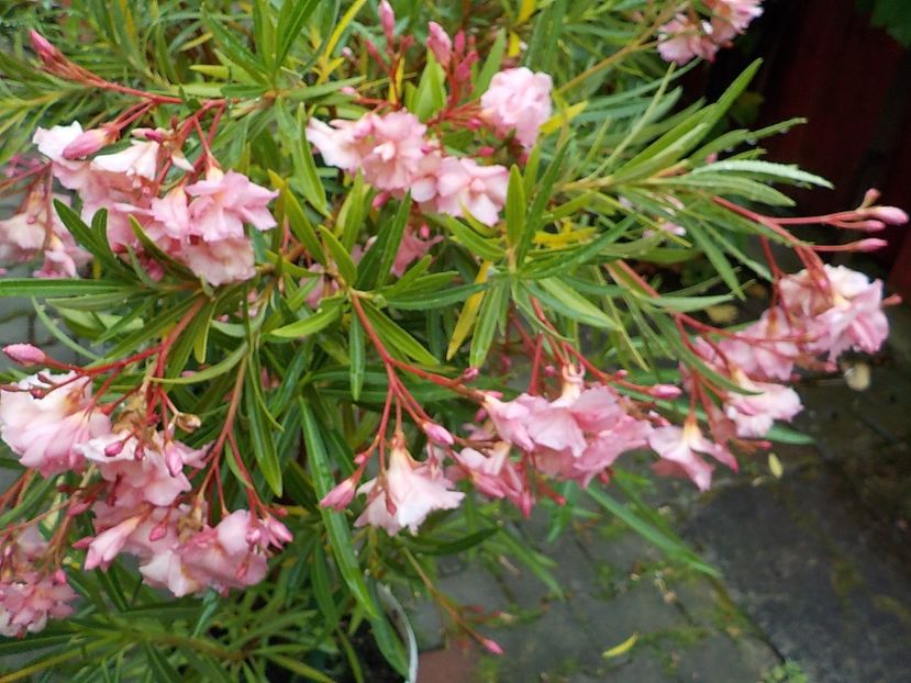 - mrs roeding nr- 53
