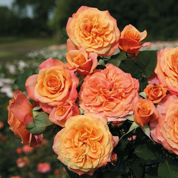 La Villa Cotta (tufa) 50 lei - Toamna 2025