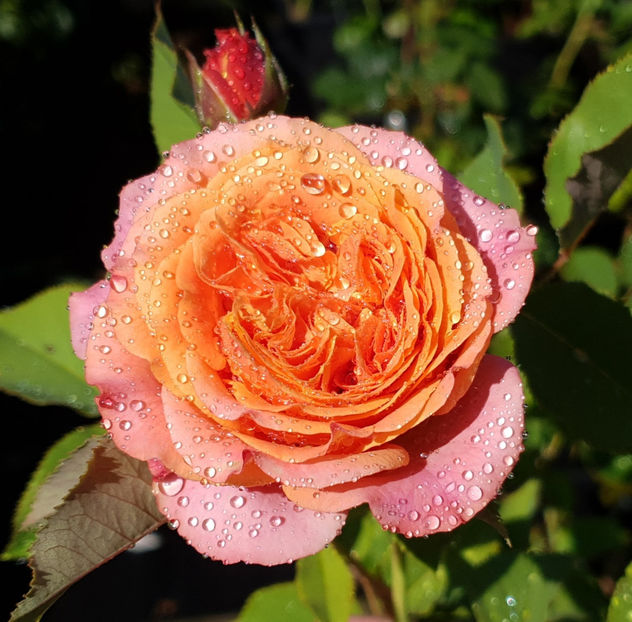 La Villa Cotta (tufa) 50 lei - Toamna 2025