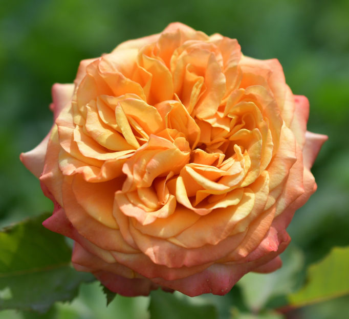 La Villa Cotta (tufa) 50 lei - Toamna 2025