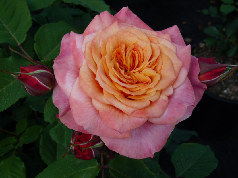 La Villa Cotta (tufa) 50 lei - Toamna 2025