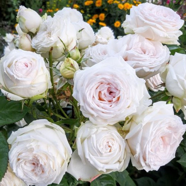 Mme Anisette (tufa) 50 lei - Toamna 2025