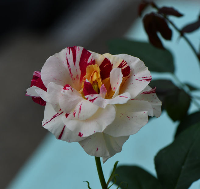 Ooh La La (tufa) 50 lei - Toamna 2025