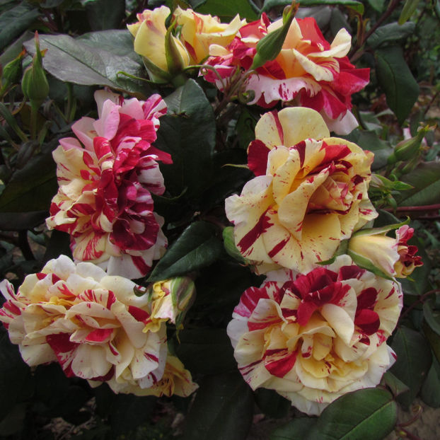 Ooh La La (tufa) 50 lei - Toamna 2025