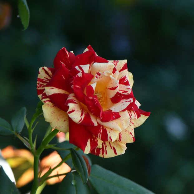 Ooh La La (tufa) 50 lei - Toamna 2025