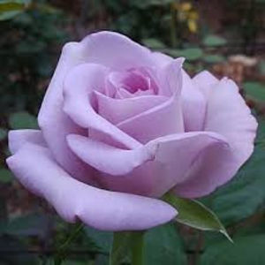 Pacific Blue (tufa) 50 lei - Toamna 2025