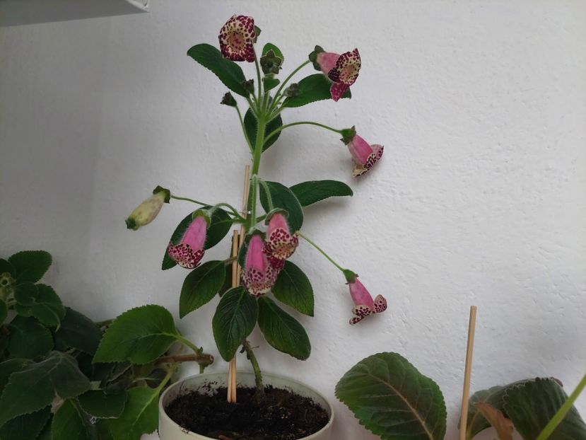 Vanilla Sky(10-07-2025) - Kohlerii 2025