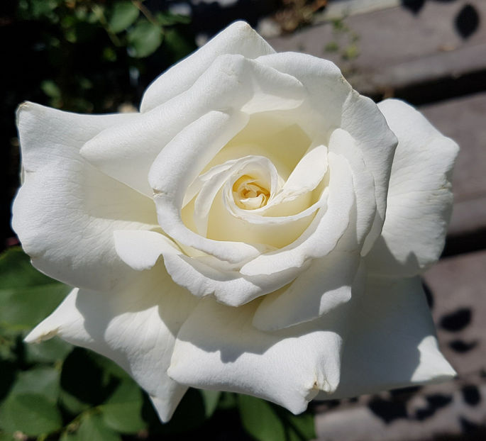 Papa Ioan Paul II (tufa) 60 lei - Toamna 2025