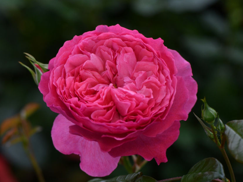 Penelope Lively (tufa) 60 lei - Toamna 2025