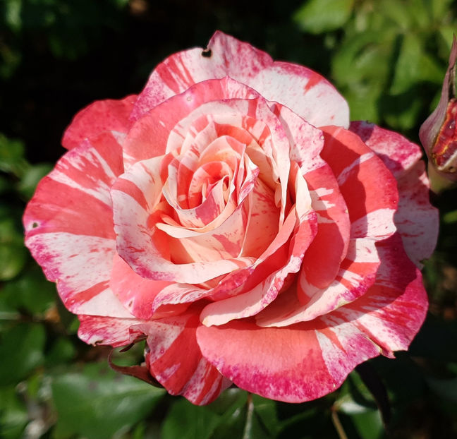 Philatelie (tufa) 40 lei - Primavara 2026