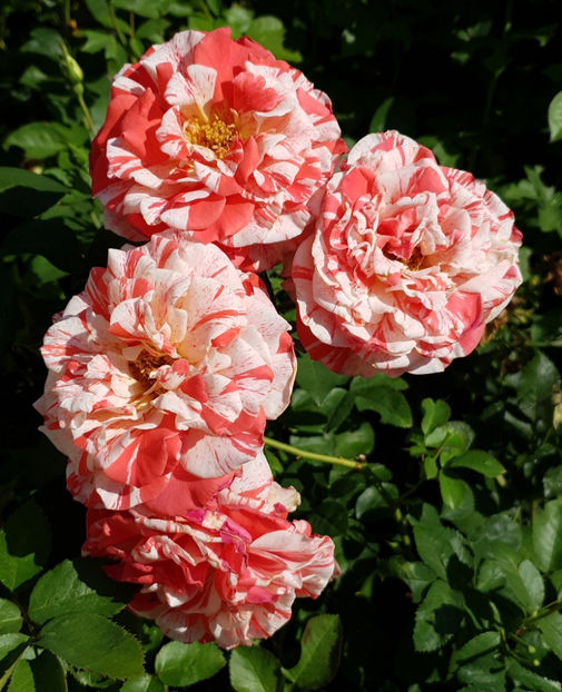 Philatelie (tufa) 40 lei - Toamna 2025