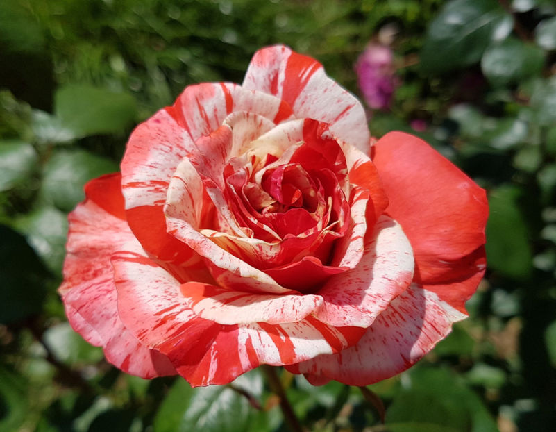 Philatelie (tufa) 40 lei - Toamna 2025