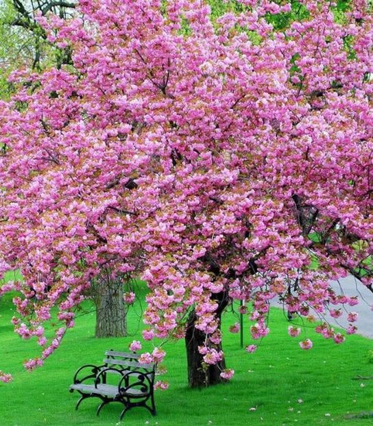  - Cires japonez prunus triloba