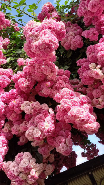 Super Dorothy (urcator) 60 lei - Album