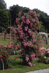 Super Dorothy (urcator) 60 lei - Album