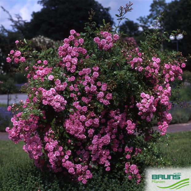 Super Dorothy (urcator) 60 lei - Album