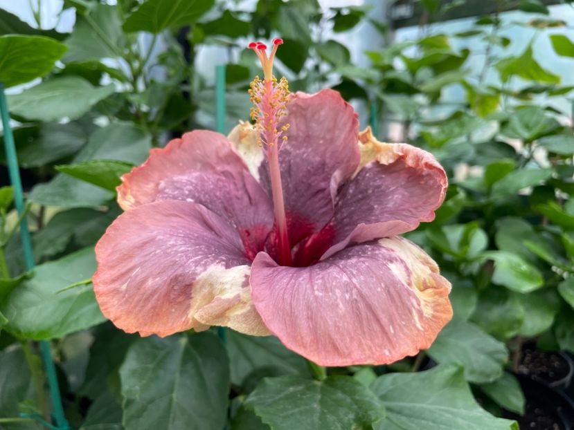  - Luv -Posog- Memories