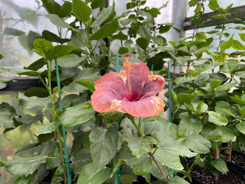  - Luv -Posog- Memories