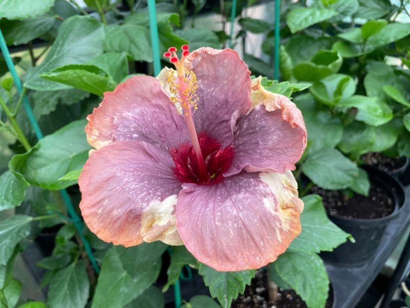  - Luv -Posog- Memories