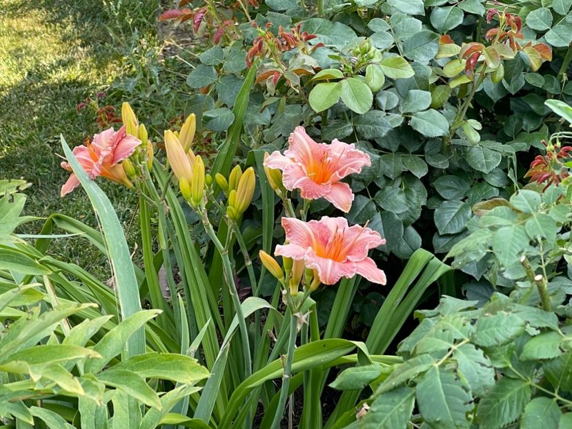  - 0009 Hemerocalisi 2023 - 2024 -2025