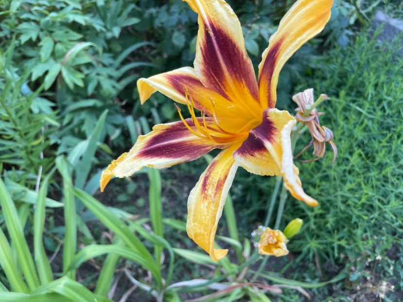  - 0009 Hemerocalisi 2023 - 2024 -2025