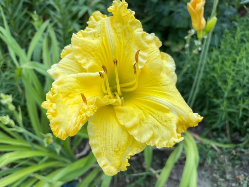  - 0009 Hemerocalisi 2023 - 2024 -2025