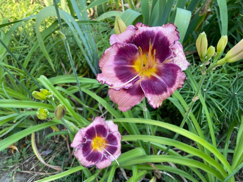  - 0009 Hemerocalisi 2023 - 2024 -2025