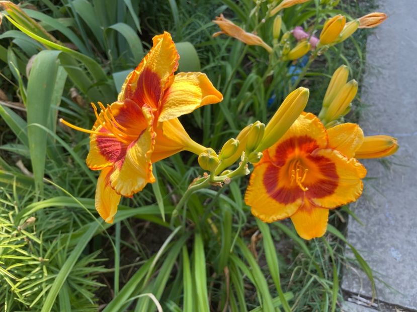  - 0009 Hemerocalisi 2023 - 2024 -2025