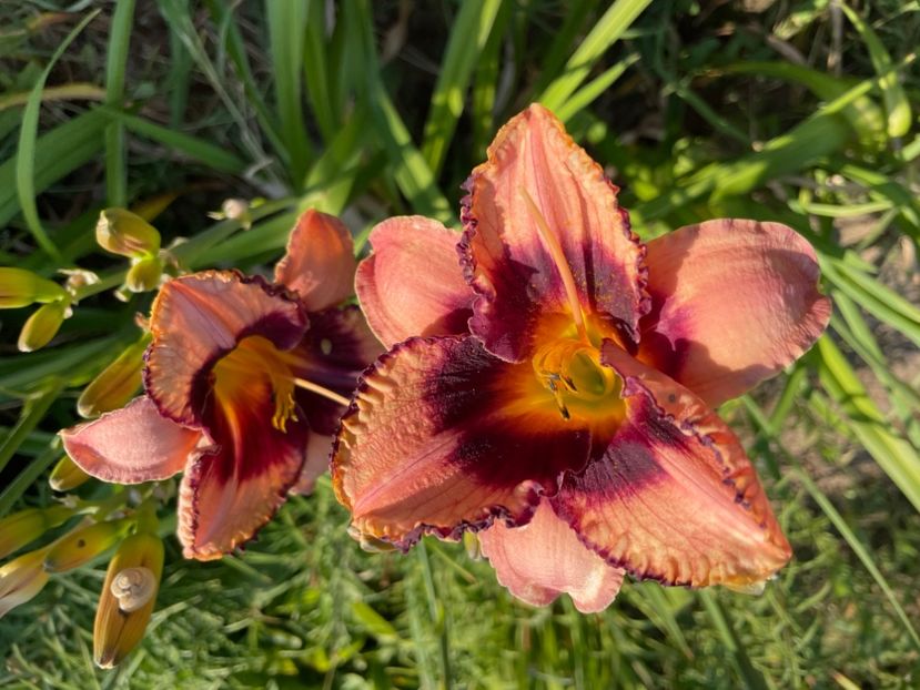  - 0009 Hemerocalisi 2023 - 2024 -2025