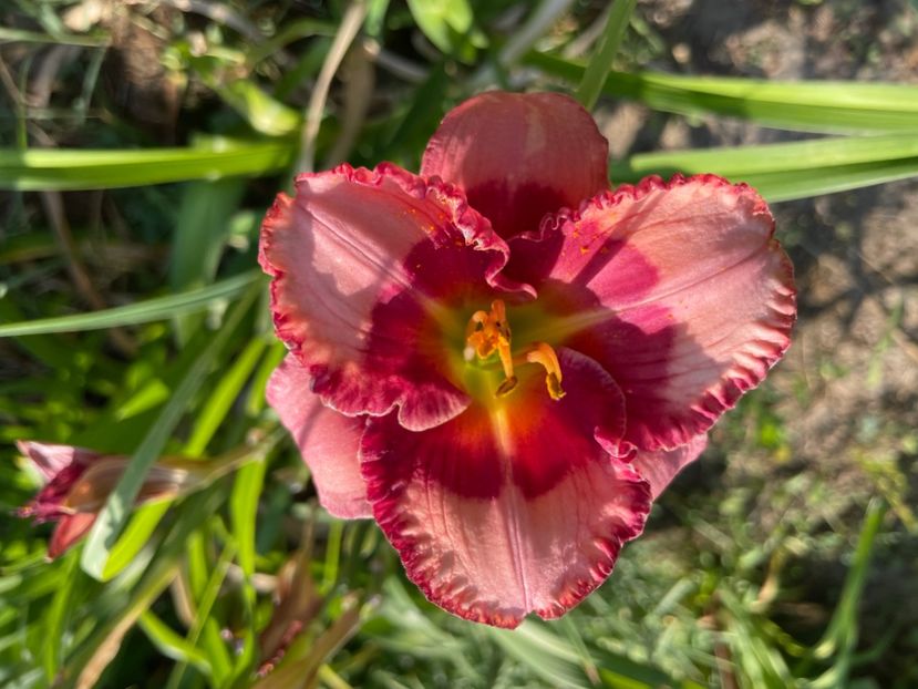  - 0009 Hemerocalisi 2023 - 2024 -2025