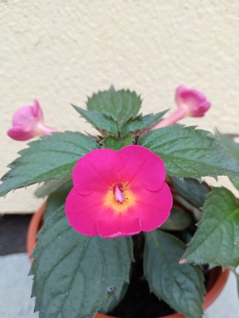 Cherry Flow - - - - 2025