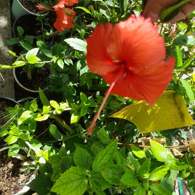 10.07.2025 - HIBISCUSI 2025-3