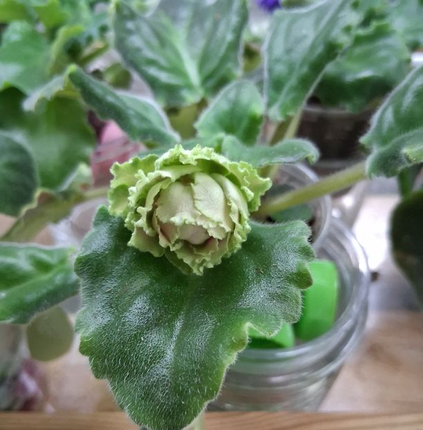  - EK Raspletalo Leto Kosy 2