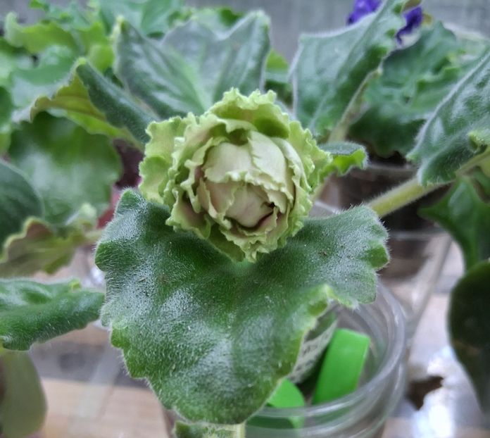  - EK Raspletalo Leto Kosy 2