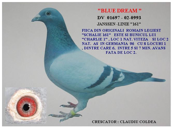 blue dream - femele-females