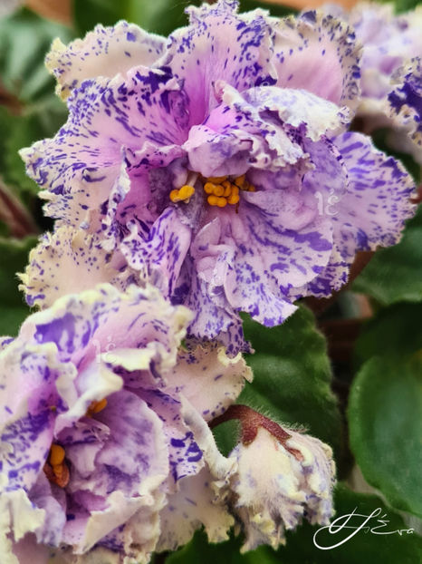 20250619_115319 a fe - Lik Tver Pattern