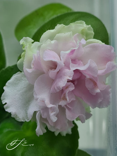  - LF-Kremovyi Desert