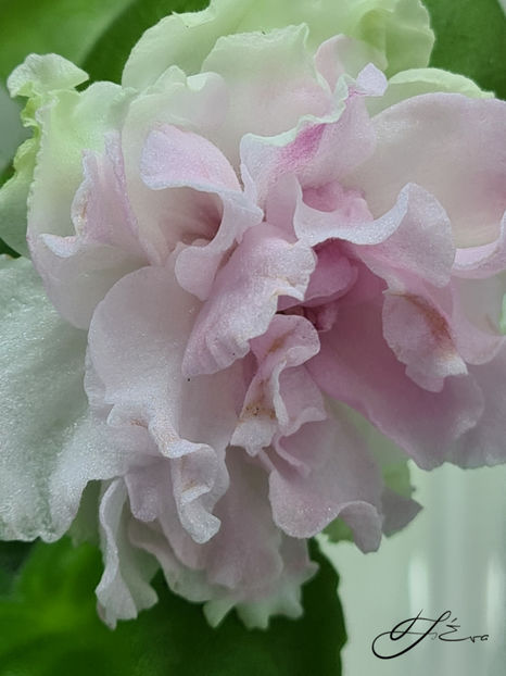  - LF-Kremovyi Desert